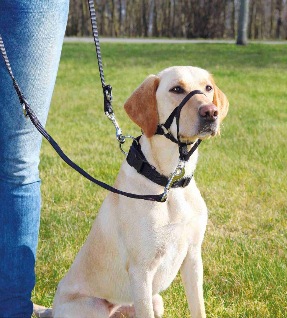 Museruola per Addestramento Cane