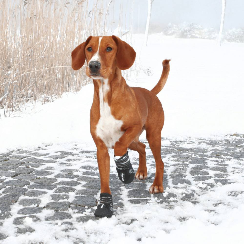 Trixie - Walker Active - Protezioni Zampe - M