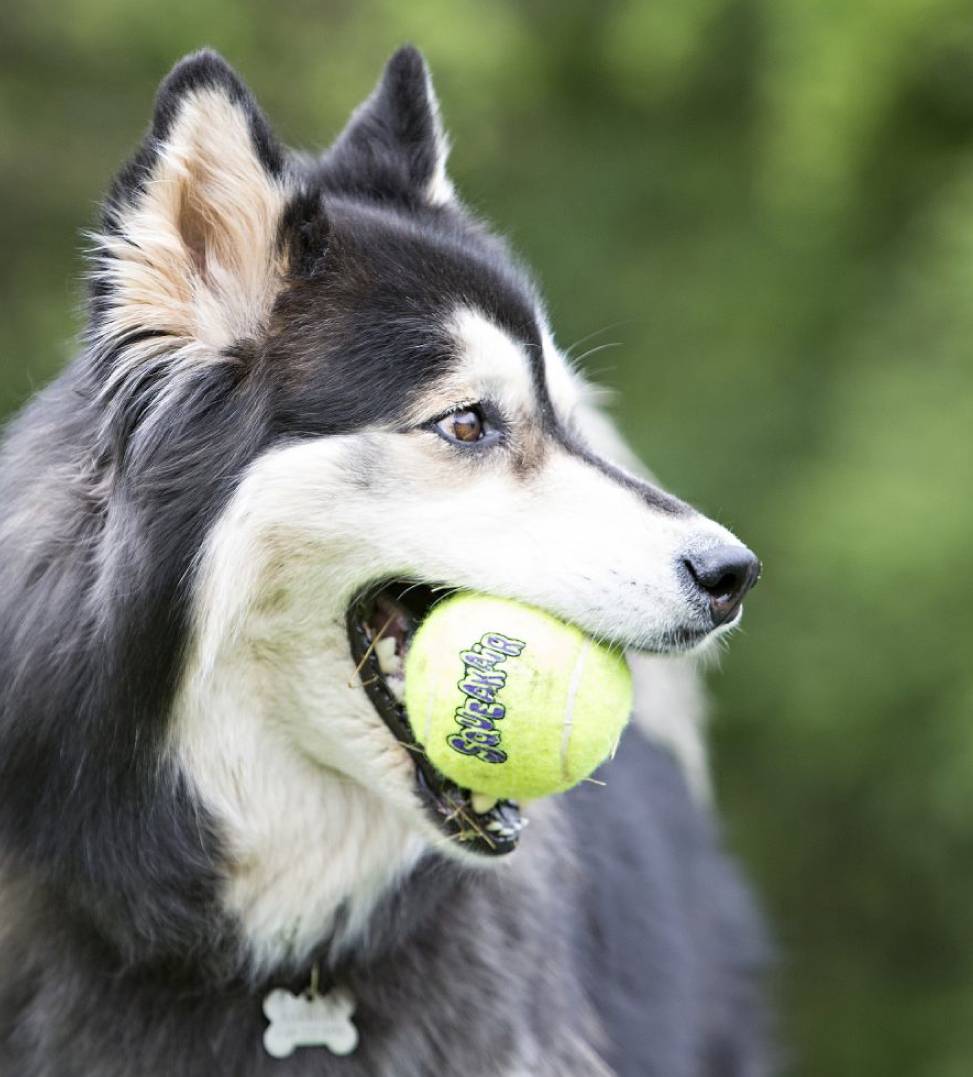 Kong - AirDog Squeakair Tennis Ball - S