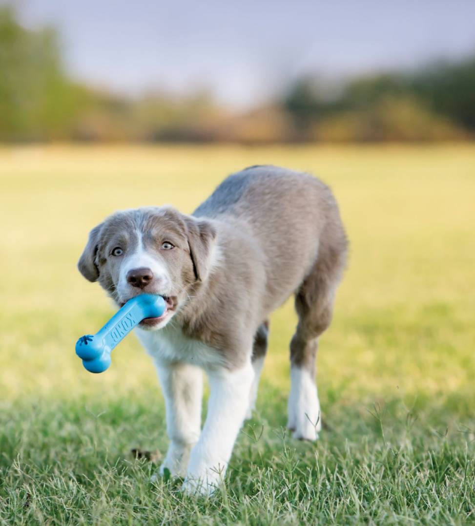 goodie bone large - osso di gomma per cani