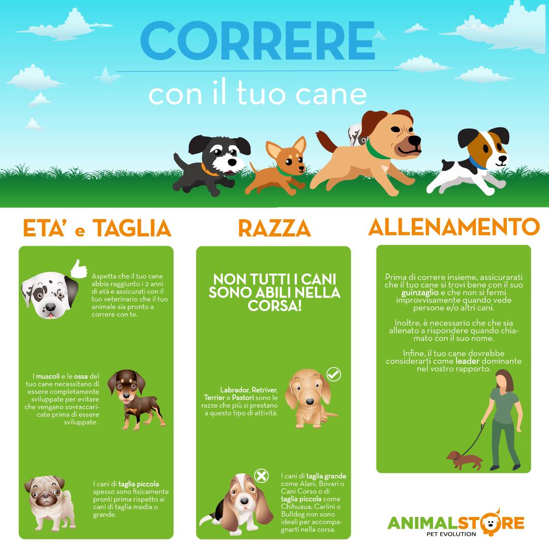 Cintura Sicurezza Cani per Auto - Cintura di Sicurezza per Cani di Piccola  Taglia Cane di Taglia Media (Nero) : : Prodotti per animali  domestici