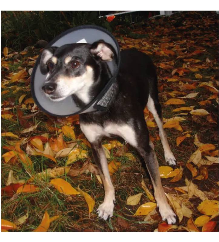 Flamingo - Collare Elisabetta con Velcro - L